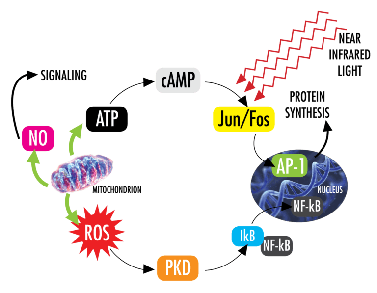 Photobiomodulation_for white background-01
